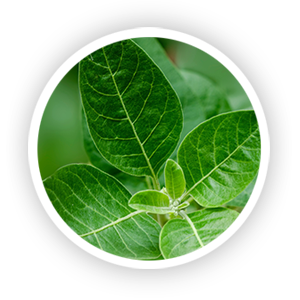 Ashwagandha Leaf